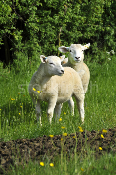 Two Lambs Stock photo © russwitherington