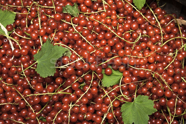 Top Blatt Beeren Bestandteil voll essbar Stock foto © russwitherington