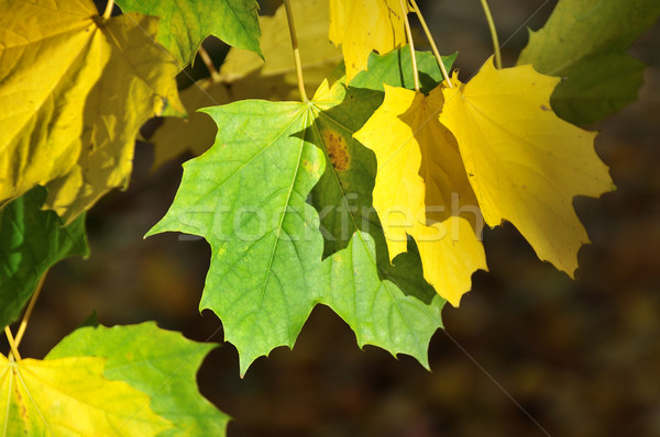 őszi levelek kettő ősz London repülőgép fa Stock fotó © russwitherington