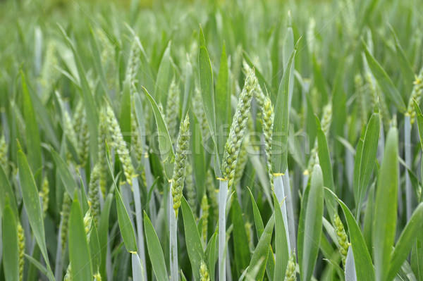 Groene tarwe oren veld Stockfoto © russwitherington