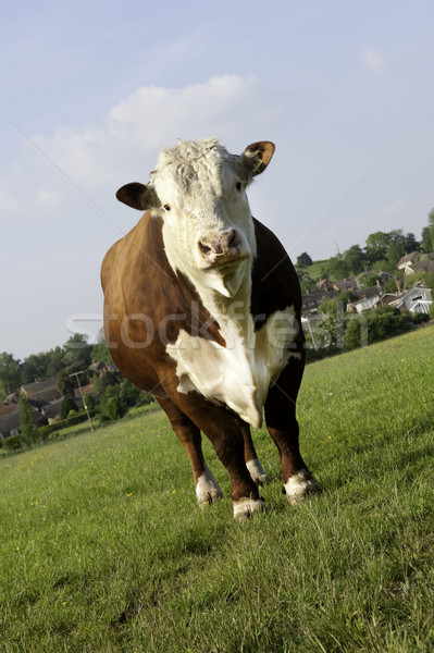 Bika fű testtartás mező néz kamera Stock fotó © russwitherington