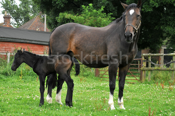 Horse and foal landscape Stock photo © russwitherington