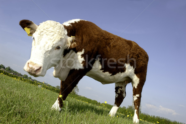 Cow in field Stock photo © russwitherington