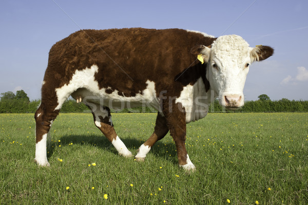 Kuh Stier Gras Weide Bereich schauen Stock foto © russwitherington