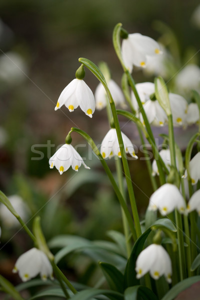 Très tôt fleurs du printemps fleurs nature blanche [[stock_photo]] © RuthBlack