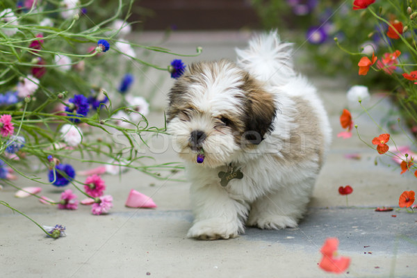 Chiot cute fleur jardin animaux [[stock_photo]] © RuthBlack