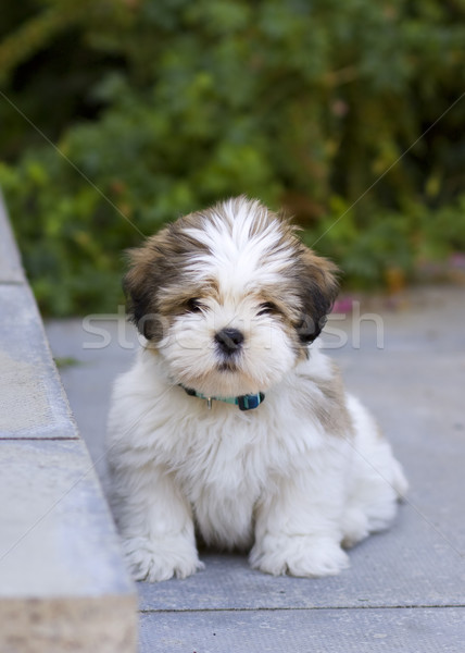 Chiot cute séance patio chien jardin [[stock_photo]] © RuthBlack