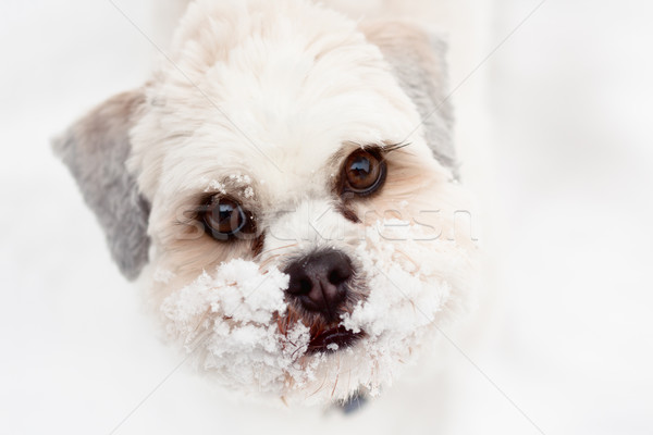 Chien neige hiver portrait tête animaux [[stock_photo]] © RuthBlack