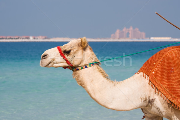 Wielbłąda plaży Dubai dłoni puszka morza Zdjęcia stock © RuthBlack