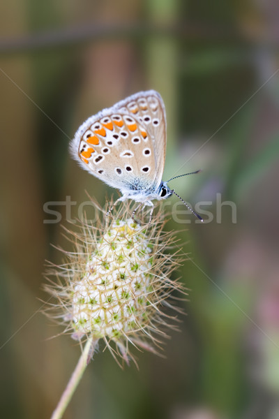 Stock photo: Chalkhill blue butterfly