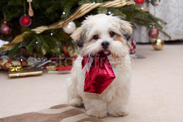 Kutyakölyök karácsony aranyos hordoz ajándék fa Stock fotó © RuthBlack