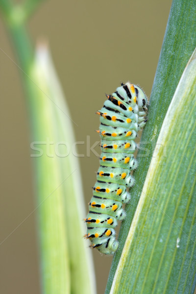 毛蟲 綠色 黃色 黑色 吃 昆蟲 商業照片 © RuthBlack
