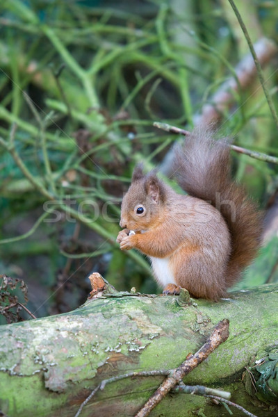 Rouge écureuil naturelles habitat manger écrou [[stock_photo]] © RuthBlack