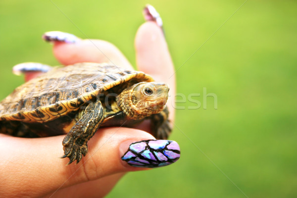 Schildpad vrouw hand groene Blauw Rood Stockfoto © ruzanna