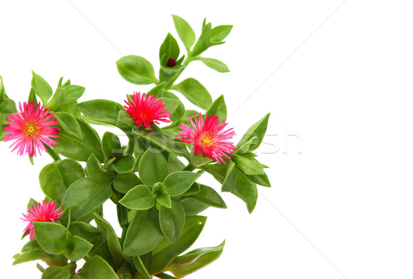 Foto stock: Flores · rosa · isolado · branco · primavera · natureza