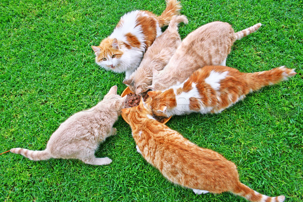 Chats famille herbe verte alimentaire herbe [[stock_photo]] © ruzanna