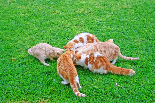 Katten familie groen gras voedsel gras Stockfoto © ruzanna
