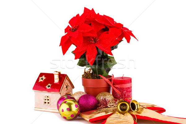 Stock photo: Holly berry flowers and Christmas decoration