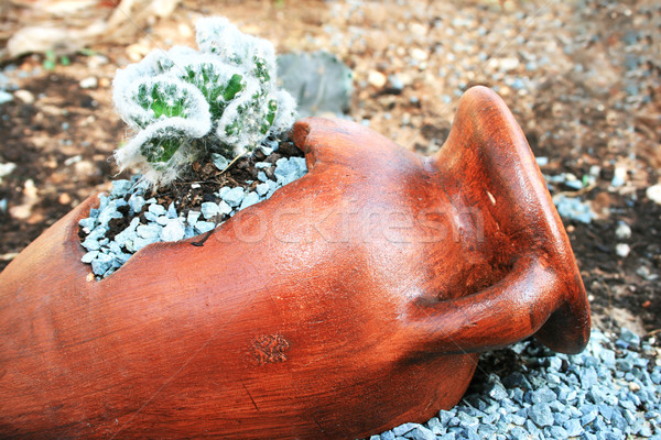 Cacto vermelho jarro primavera fundo deserto Foto stock © ruzanna