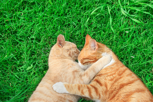 Kotów czerwony zielona trawa miłości trawy Zdjęcia stock © ruzanna