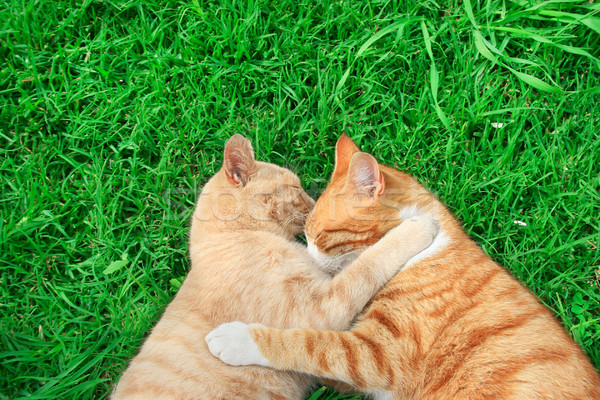 Chats rouge herbe verte amour herbe [[stock_photo]] © ruzanna