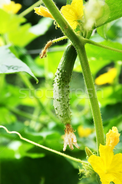 Ogórek zielone ogórki kwiaty oddziału kwiat Zdjęcia stock © ruzanna