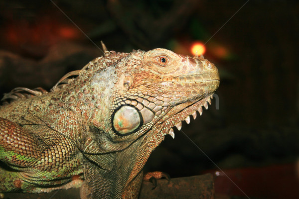 Iguana foto buio occhi natura corpo Foto d'archivio © ruzanna