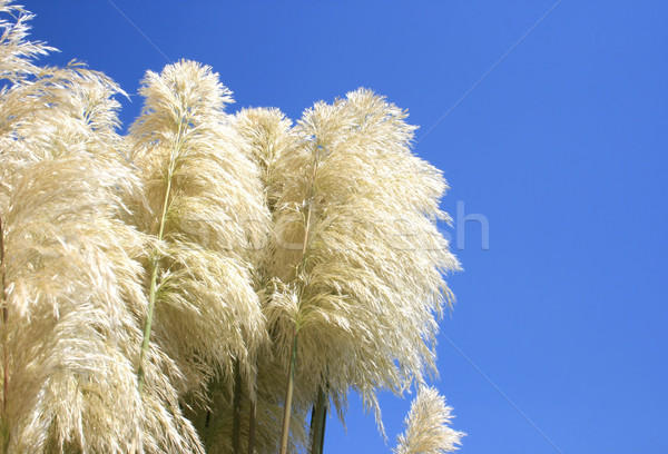 Reed feather Stock photo © ruzanna