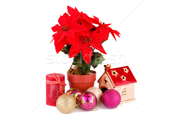 Holly berry flowers and Christmas decoration Stock photo © ruzanna