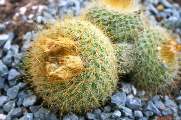 Cactus succulente giardino primavera sfondo deserto Foto d'archivio © ruzanna