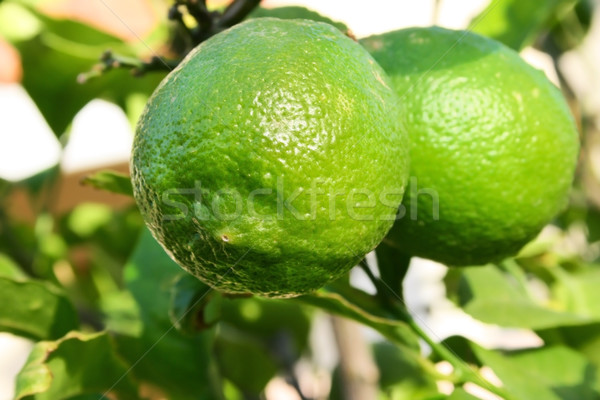 Limonero verde árbol jardín fondo Foto stock © ruzanna