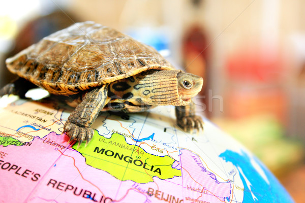 Broască ţestoasă mers glob verde albastru cap Imagine de stoc © ruzanna