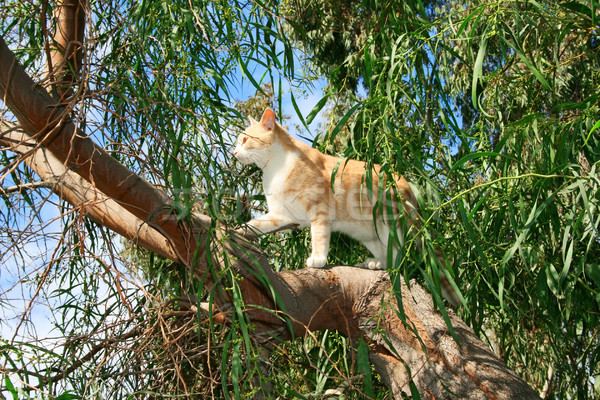 Gato árvore céu verde azul jovem Foto stock © ruzanna