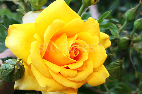 ストックフォト: 黄色 · バラ · 画像 · 春 · 自然