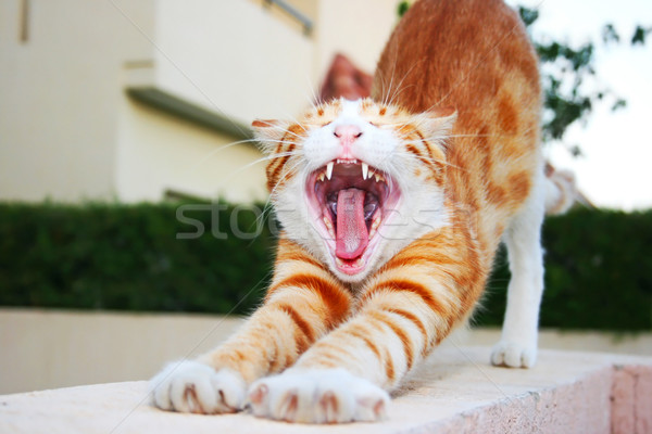 紅色 貓 打開 口 放鬆 牙齒 商業照片 © ruzanna