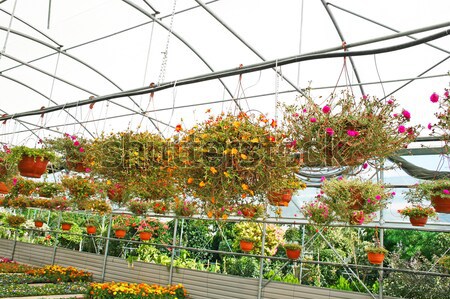 Plantacja domu kolorowy kwiaty Cypr świetle Zdjęcia stock © ruzanna