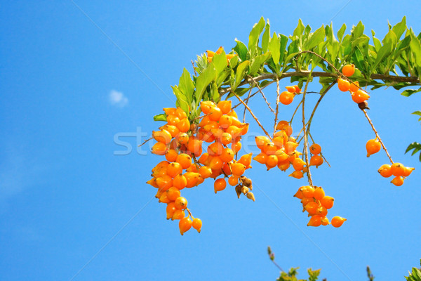 Fleur tropicale fruits jaune ciel bleu arbre jardin [[stock_photo]] © ruzanna