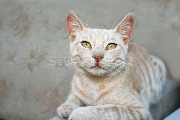 Chat séance canapé détendre portrait jeunes [[stock_photo]] © ruzanna