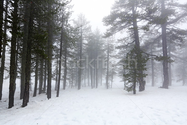 冬 日 山 自然 雪 ストックフォト © ruzanna