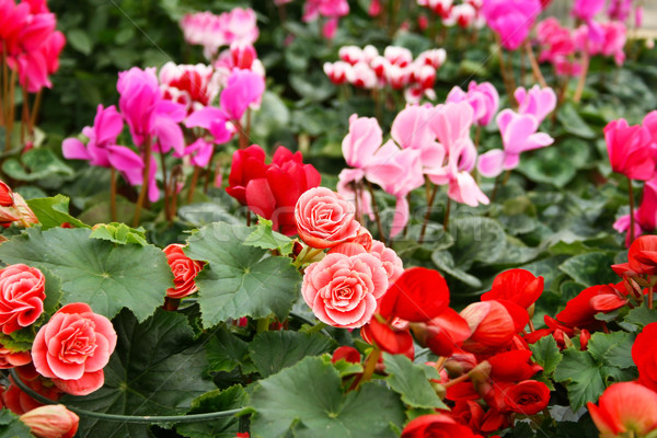 Plantacja domu kolorowy kwiaty Cypr świetle Zdjęcia stock © ruzanna