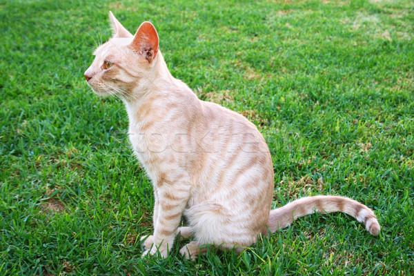 Chat herbe verte vert jeunes blanche ami [[stock_photo]] © ruzanna