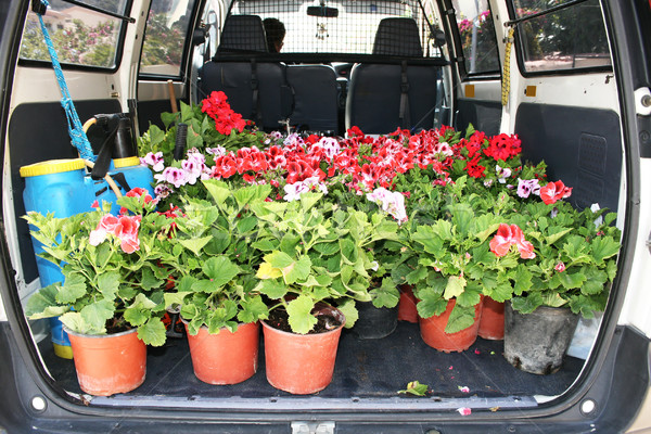 Flowers in gardener car Stock photo © ruzanna
