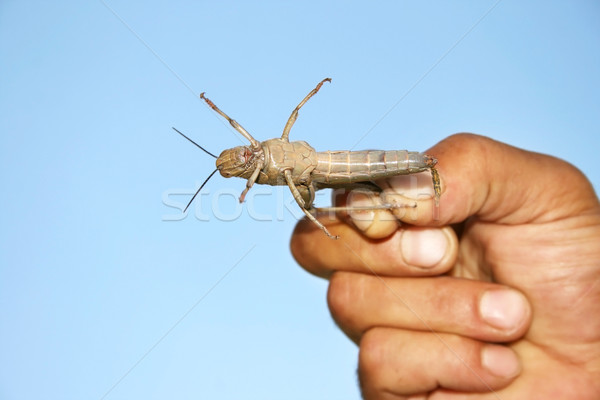 Stock photo: Grasshopper