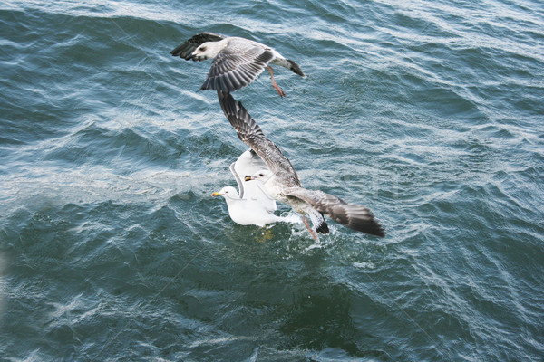 Meeuwen meer natuur Blauw reizen golf Stockfoto © ruzanna