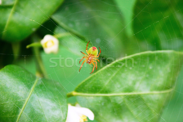 Stock fotó: Pókháló · pók · virágok · narancs · háló · zöld