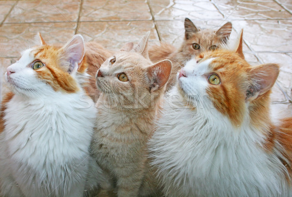 Chats derrière fenêtre pluie verre jeunes [[stock_photo]] © ruzanna