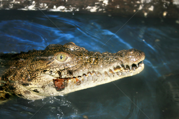 Crocodile Stock photo © ruzanna