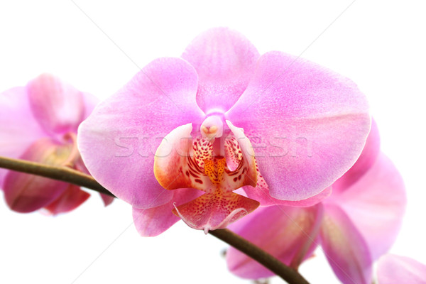Orchid Stock photo © ruzanna