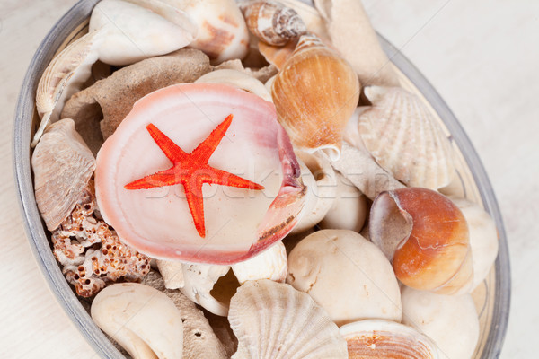 Sea shells Stock photo © sabinoparente