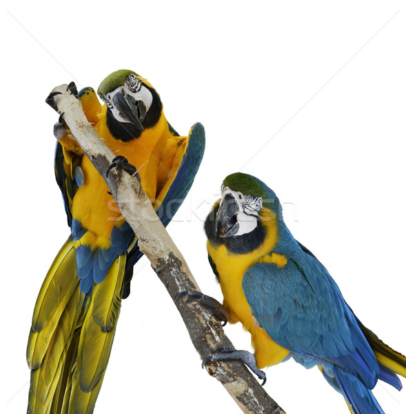 Blue Macaw Parrots  Stock photo © saddako2